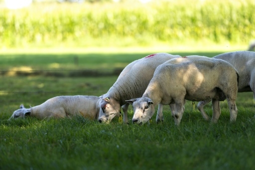 Maladie de la langue bleue, des mois d'angoisses aux Pays-Bas