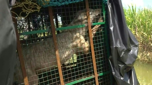 En Inde, des policiers et des drones pour traquer une meute de loups meurtriers