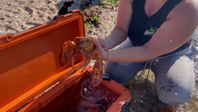 web_homard_clementine