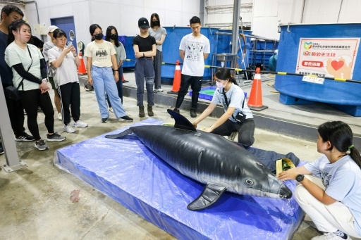 A Taïwan, des bénévoles en lutte contre les échouages massifs de cétacés
