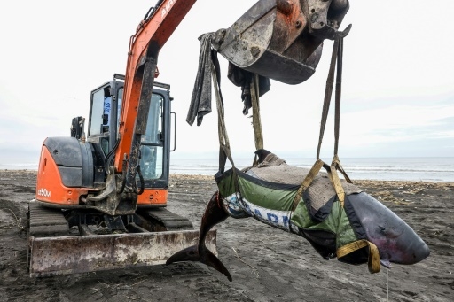 A Taïwan, des bénévoles en lutte contre les échouages massifs de cétacés