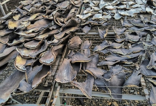 La police péruvienne saisit 1,3 tonne d'ailerons de requin destinés à l'Asie