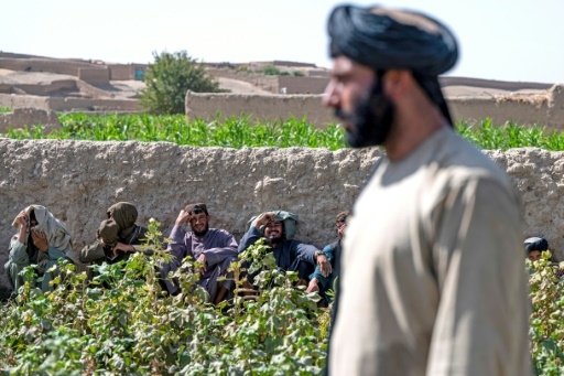 Dans le Helmand, l'opium ou la faim pour les paysans afghans