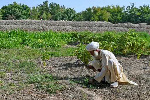 Dans le Helmand, l'opium ou la faim pour les paysans afghans