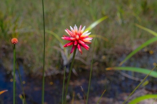 Mauvaise herbe deviendra grande: l'Inirida, une fleur amazonienne emblème de la COP16