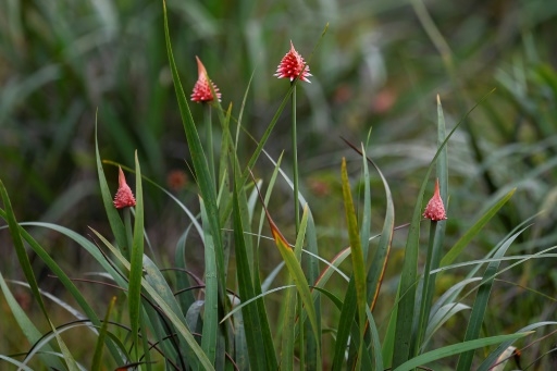 Mauvaise herbe deviendra grande: l'Inirida, une fleur amazonienne emblème de la COP16