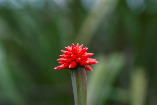 Mauvaise herbe deviendra grande: l'Inirida, une fleur amazonienne emblème de la COP16