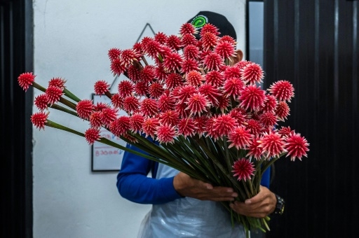 Mauvaise herbe deviendra grande: l'Inirida, une fleur amazonienne emblème de la COP16