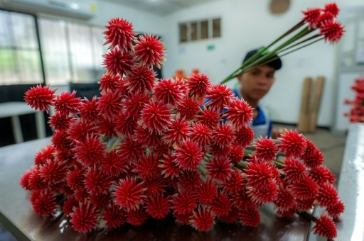 Mauvaise herbe deviendra grande: l'Inirida, une fleur amazonienne emblème de la COP16
