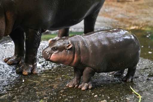 Un bébé hippo pygmée devient une vache à lait pour un zoo thaïlandais