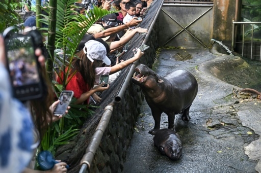 Un bébé hippo pygmée devient une vache à lait pour un zoo thaïlandais