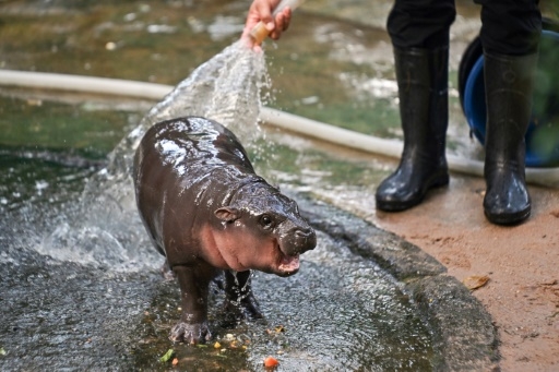 Un bébé hippo pygmée devient une vache à lait pour un zoo thaïlandais