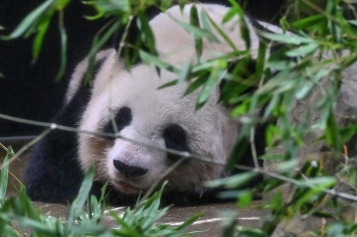 Plusieurs milliers de Japonais disent au revoir à deux pandas rejoignant la Chine