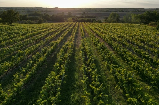 Le vin turc voit son salut dans l'exportation