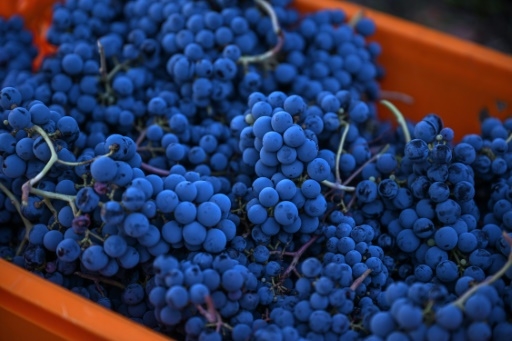 Le vin turc voit son salut dans l'exportation