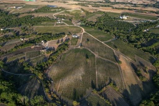 Le vin turc voit son salut dans l'exportation