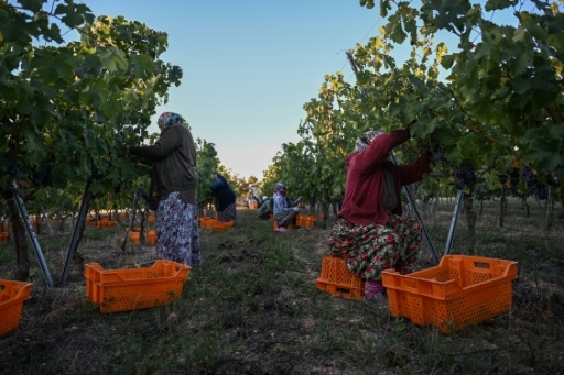Le vin turc voit son salut dans l'exportation