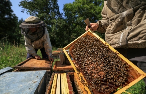 La récolte de miel 2024 en baisse de 40%, selon un syndicat d'apiculteurs