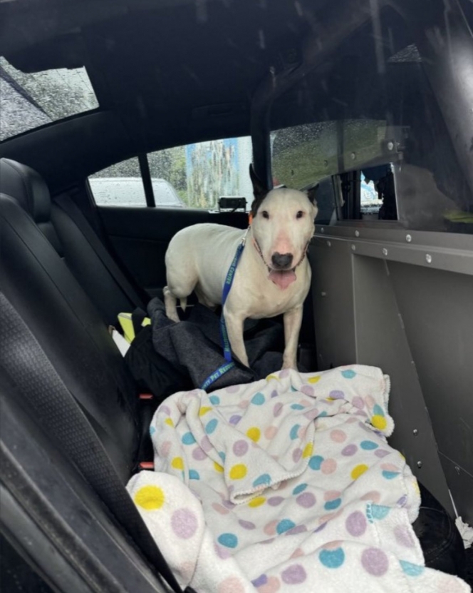 twitter-floride-chien-abandonne-sauve