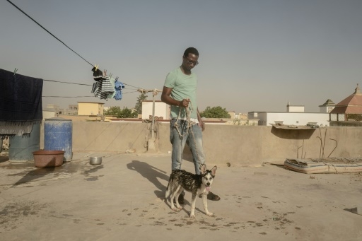 Le husky du désert, nouvelle mode en Mauritanie