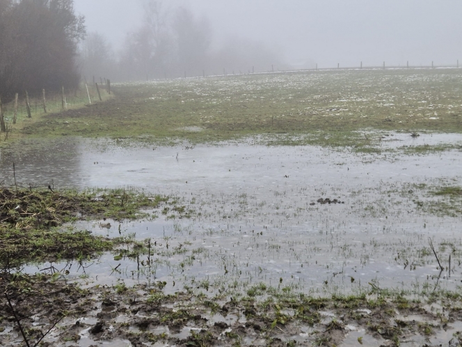 la_prairie_dans_laquelle_se_trouvent_ces_trois_chevaux_ce_mercredi_15_janvier