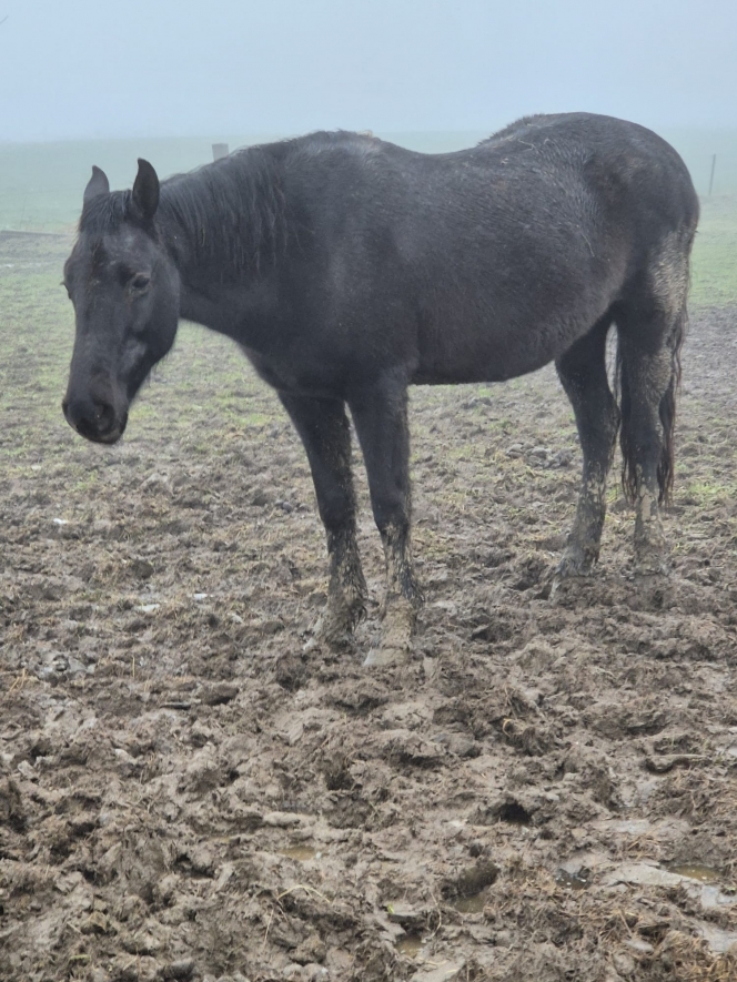 lun_des_trois_chevaux_pour_qui_nous_avons_ete_alertes_dans_la_region_binchoise