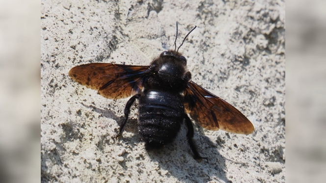 Originellement repérée en Alsace, l’espèce a progressivement migré vers le nord.