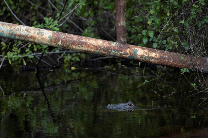 2025-06-28T211650Z_523240317_RC2SBFAPAKP1_RTRMADP_3_USA-TRUMP-MIGRATION-FLORIDA-PROTEST