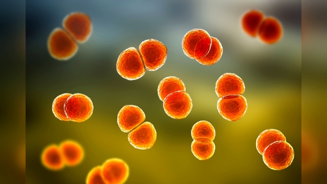 Voici à quoi ressemble le streptococcus pneumoniae, responsable de maladies potentiellement graves.