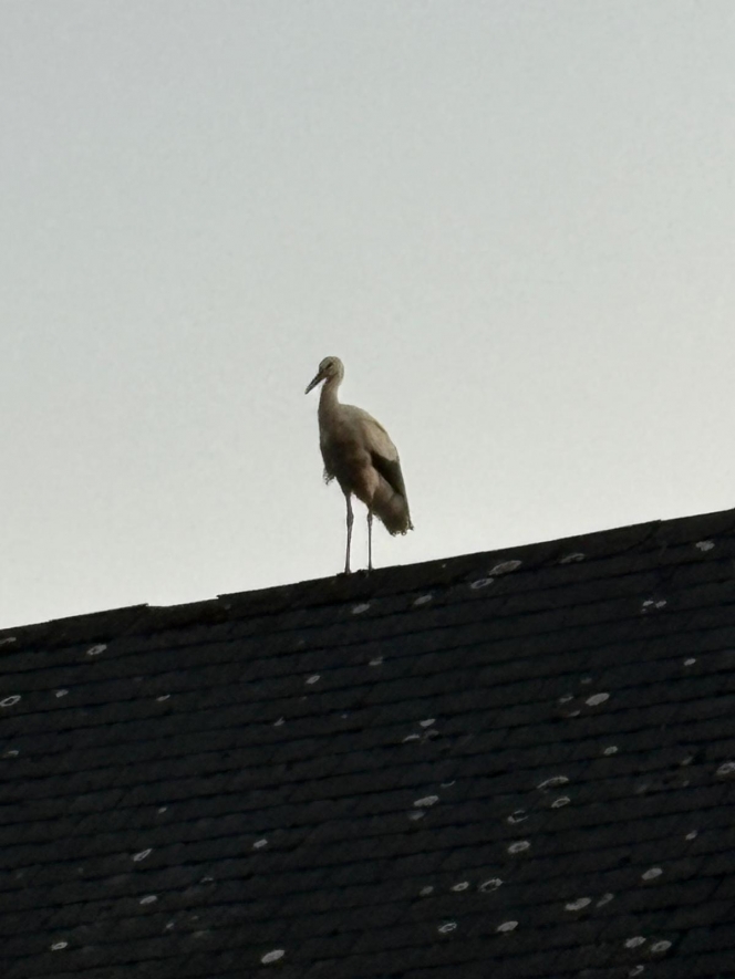 WhatsApp Image 2025-08-10 at 21.26.03 (1).jpeg