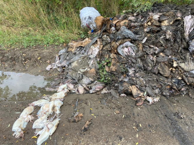 Un monticule de poulpes.