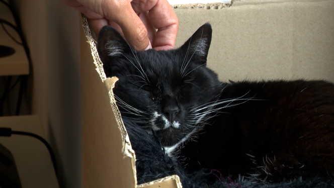 chat  école   mm me.00_07_37_01.Still002.jpg