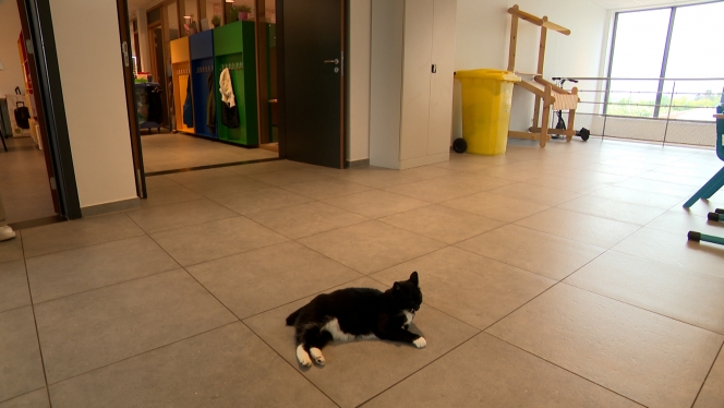 chat  école   mm me.00_10_23_00.Still001.jpg