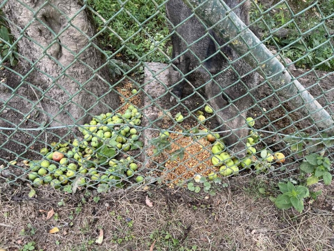 Gipsy - Facebook Evelyne Collet.jpg