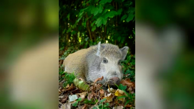 SANGLIER CITADELLE (L.Saint-Ghislain).00_01_10_11.Still002.jpg