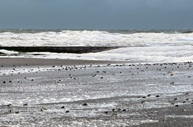 Alertez-nous - Carole De Clerq Leroy - meduses Wenduine.jpg