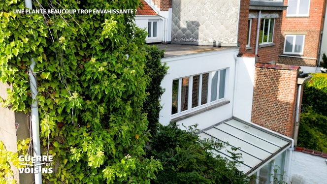 WD GUERRE DES VOISINS.00_01_22_16.Still002.jpg