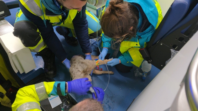Le chien de la famille sauvé