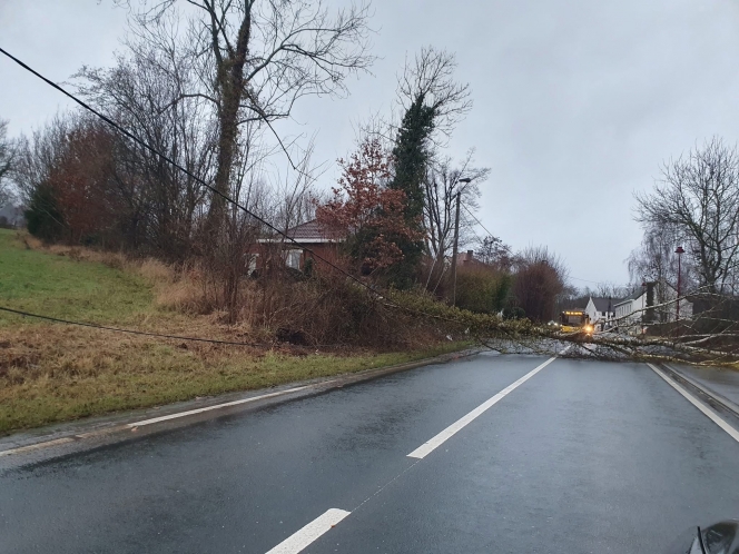 arbre chaumont gistoux.jpg