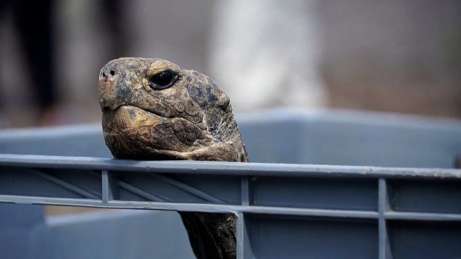 Île Floreana - L'Équateur réintroduite 158 tortues géantes sur une île des Galápagos.00_01_55_03.Still003.jpg