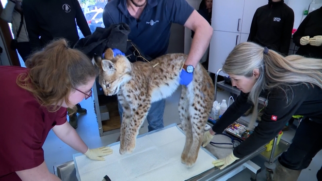 Des contrôles médicaux stricts maximisent les chances de survie et de reproduction des animaux réintroduits.