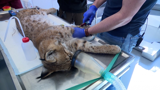 Des contrôles médicaux stricts maximisent les chances de survie et de reproduction des animaux réintroduits.