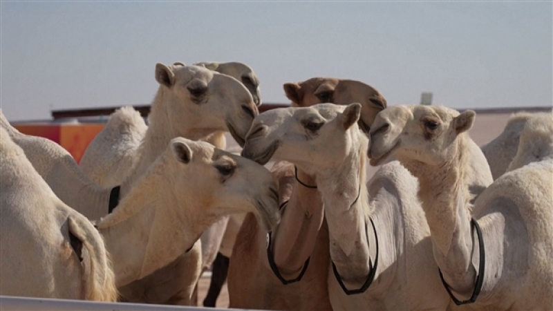 grab_20221130_112618_1